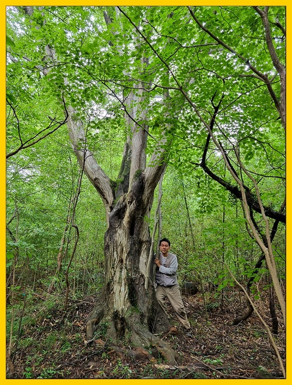 [그림 2] 대흥란이 사는 거제 노자산 숲속의 수백년된 개서어나무. 대흥란을 보려면 대흥란이 자생하는 숲으로 가야만 한다.